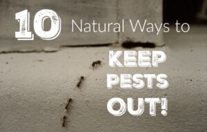 Best Ways To Keep Insects Out of Your Home